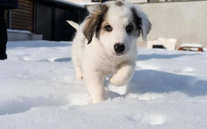 Zuhause gesucht für Kory