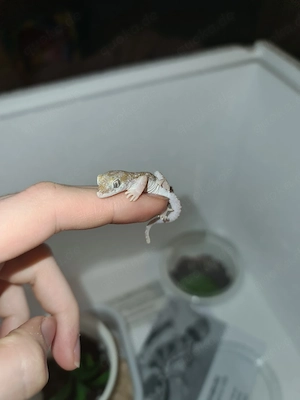 Stenodactylus sthenodactylus   Dünnfingergecko