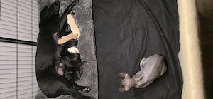 Labrador Retriever Welpen 