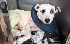 Darf Bianco bei dir ankommen?