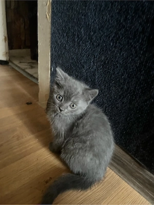 Brittisches Kurzhaar