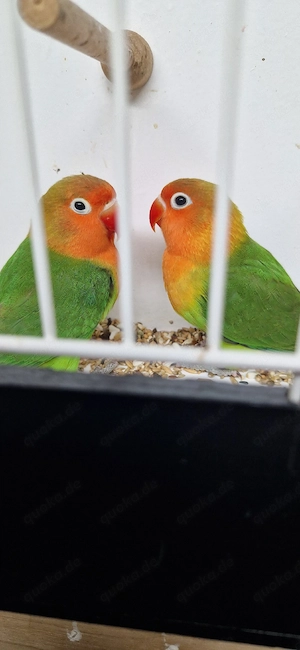 Unzertrennliche (Agaponiden) Pfirsichköpfchen zu verkaufen 