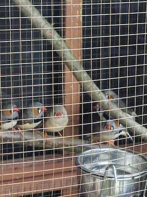 zebrafinken zu verkaufen 