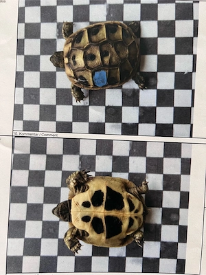 Griechische Landschildkröten 