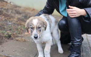 Unser Herzblatt Hjärta