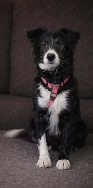 Pepsi sucht neue Couch