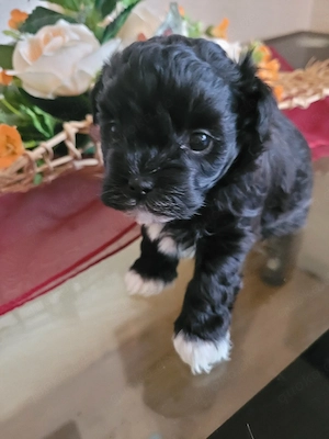 hundewelpen Malteser-bolonka Mix ab 24.04.2026 abzugeben 