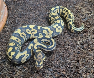 Königspython Confusion Gravel het Clown (weiblich)