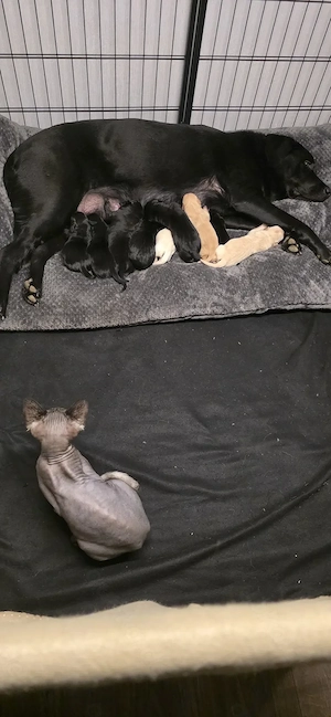 Labrador Retriever Welpen 