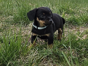   Ein echtes Osterwunder: Zuckersüße Dackel Mix Welpen suchen ein Zuhause! 