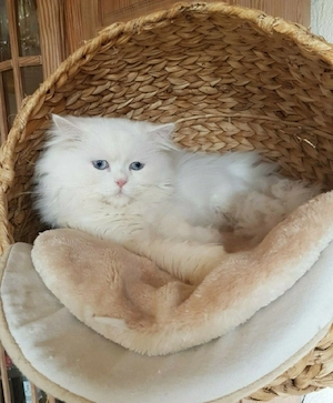 Reinrassiger Perser-Kater 