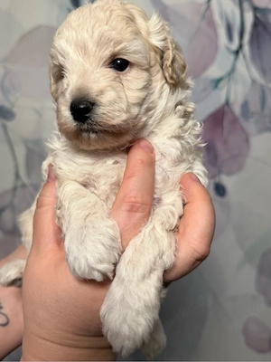 Liebevolle Maltipoo Pudel-Mischlingswelpen suchen ein Zuhause     