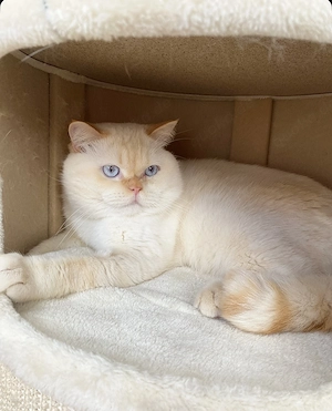 DECKKATER PROFI BKH Red Point trägt Chocolate und Verdünnung Stammbaum Blaue Augen Bild 6