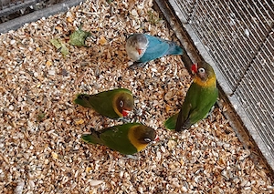 12 Wochen alte Jungvögel, beringt, Agaporniden, Pfirsichköpfchen, Schwarzköpfchen 