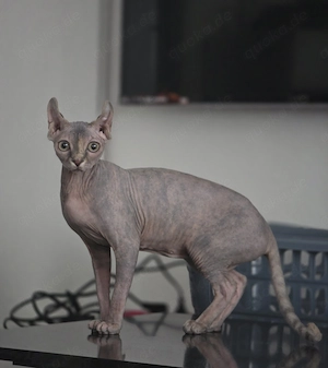 Sphynx Katze Jung