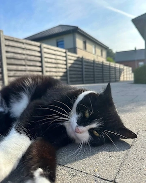 Süße Kurzhaar- und Maine-Coon-Katzen zu verkaufen 