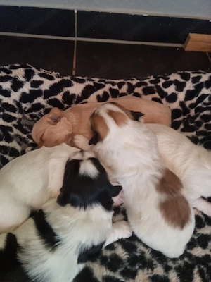 Kleine Hunde sucht Familie!!!