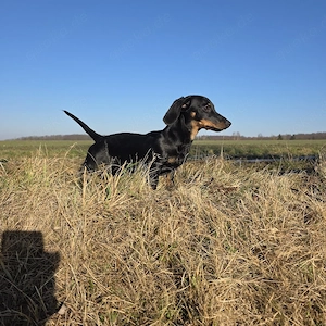 Zwergdackelmädchen sucht... Bild 2