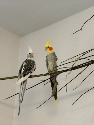 Nymphensittiche untetschiedlichen Alters