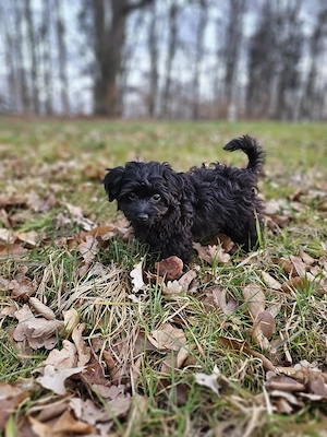 Zwergpudel x Chihuahua (Chipoo)