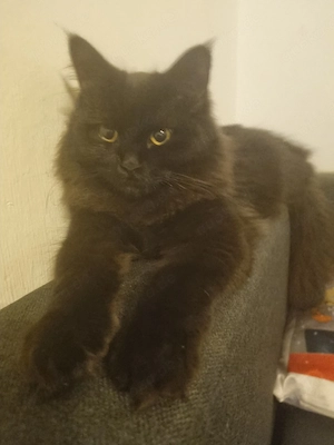 schüchterner Kater sucht für immer zuhause 