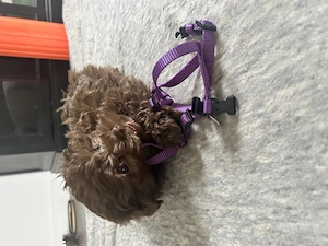 Bolonka Zwetna Welpe, 9 Wochen, liebevoll abzugeben