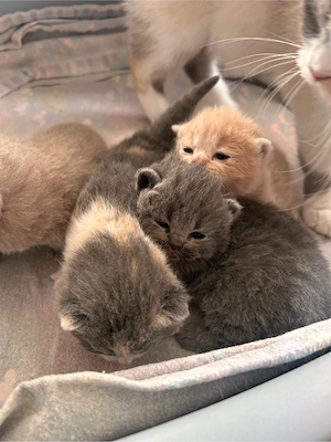 Reinrassige Bkh kitten mit chinchilla Fell