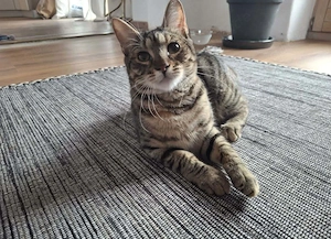 Unsere kleine Ameise Mrva sucht ihr geborgenes Für Immer -Zuhause