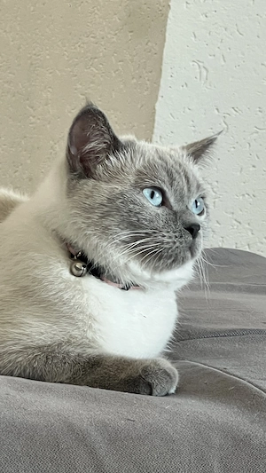 Wurfankündigung BKH