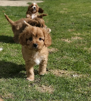 Zuckersüße Cavapoo's 