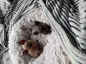 Kanadischen Sphynx Kitten  Allergiefreie reinrassige mit Stammbaum 