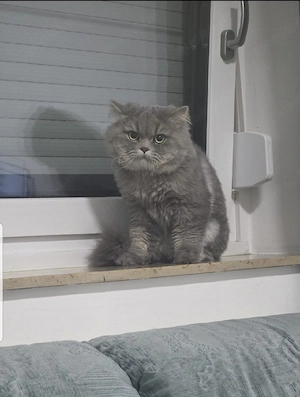 british langhaar katze 