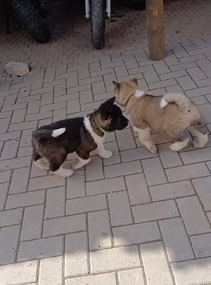  3 süße Welpen Abgabebereit ab 30.3.26 Bild 8