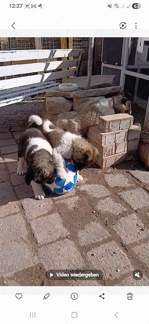 4 süße Welpen Abgabebereit ab 30.3.26