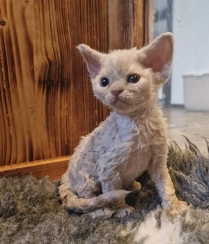 Hübsche Devon Rex Katerchen suchen zu Ende April ihre Familie 