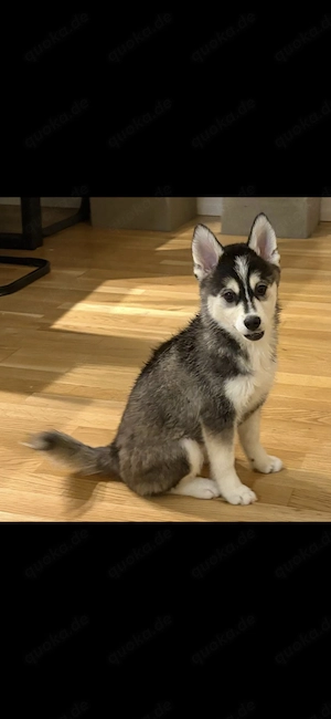 Pomsky-Welpe (Hündin)