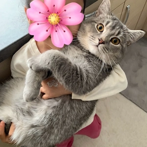 Kater sucht ein neues zu Hause 