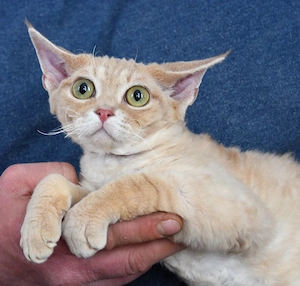 Devon Rex Kitten   ,  männlich.  Mit Ahnentafel und TA Zeugnis, EU Pass