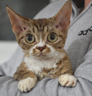 Kitten , Devon Rex,  männlich und weiblich mit Stammbaum, Gesundheitszeugnis, geimpft  und gechipt. 