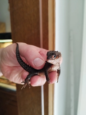 Buschkrokodil Weibchen Adult