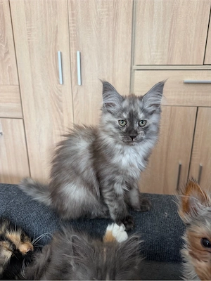 noch 2 zuckersüßes Maine Coon Mädchen Black smoke