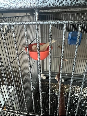 vogel käfig mit 2 kanarin