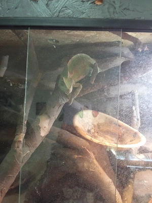 Jemen Chamäleon top fit 