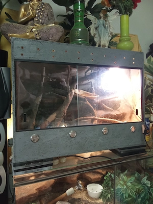 Jemen Chamäleon top fit 