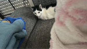 lucky sucht ein zuhause 