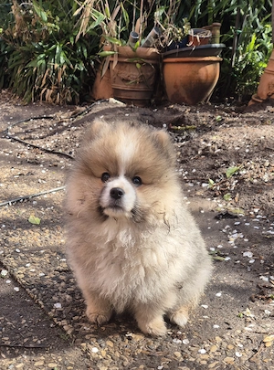 Knuddeliger Pomeranian-Welpe (Rüde), reinrassig