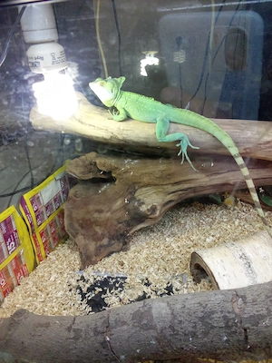 Stirnlappen Basilisk top tier