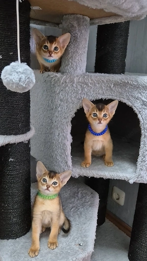 Abessinier Kitten  mit Stammbaum von Papa Weltchampion