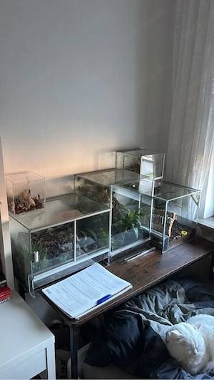 4 Terrarien + Tiere zum verkaufen (Vogelspinne + Skorpion)