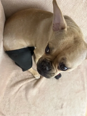 Französische bulldoge 